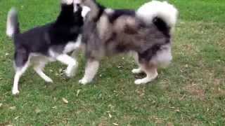 Siberian husky VS Alaskan Malamute [upl. by Loydie]