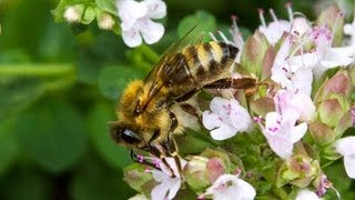 Carniolan Honey Bee [upl. by Anisamot]