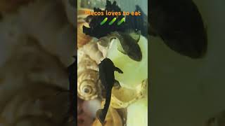 Pleco Food pleco funny shorts short shortvideo fishlover aquariumwala trending ytshorts [upl. by Boswall188]