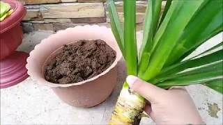 Yucca Propagation from Cuttings [upl. by Attej870]