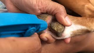 Removing canine hyperkeratosis [upl. by Schlicher]