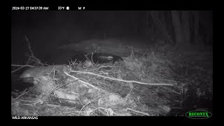 Dam Breach Watch as Beaver Repair Dam after Rainstorm [upl. by Salohcim]