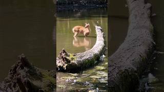 Youg Fallow Deer walks  Jünger Damwild spaziert Wildpark in Ludwigshafen am Rhein [upl. by Eppes]