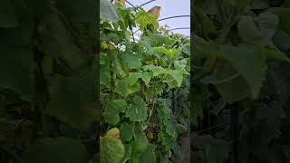 Final Harvest before Frost greenhouse familyfarm [upl. by Hauser]