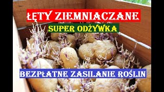 ŁĘTY ZIEMNIACZANE  BEZPŁATNA SUPER ODŻYWKA DLA ROŚLIN [upl. by Odrarebe954]