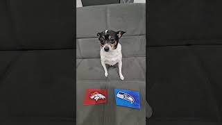 Broncos vs Seahawks nfl nflfootball nflpredictions denverbroncos seattleseahawks dog week1 [upl. by Notlrak105]