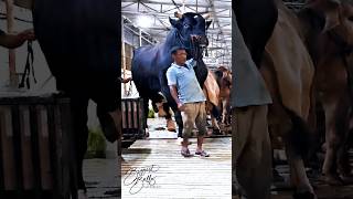 Gigantic Holstein Friesian bull coming out of the barn [upl. by Carrington470]