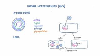 Introduction to Human Herpesviruses HHV [upl. by Jemmie]