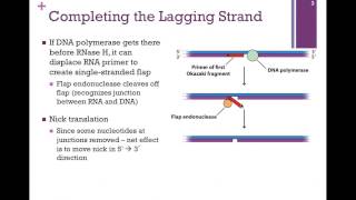 163DNA Ligase amp the Lagging Strand [upl. by Shandeigh]