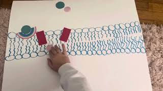 Signal Transduction Pathways [upl. by Aslehc118]