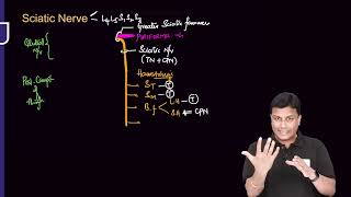 Lower Limb Anatomy RRAzam sir [upl. by Yelkao]