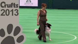 Obedience Dog Championships  Day 3  Crufts 2013 Suzy Tooley amp Woughstock Wynesome Hartze [upl. by Eneja]