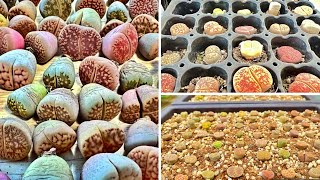 How to get new roots of lithops [upl. by Noillimaxam]