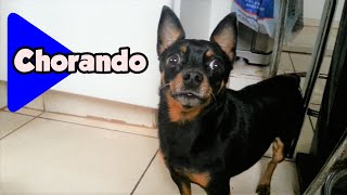 Nick o Pinscher em quotCachorro Chorandoquot [upl. by Rases]