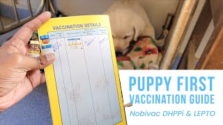 Puppy First Vaccination Guide  Dog Vaccine Price in India  Nobivac Vaccine [upl. by Fonzie]