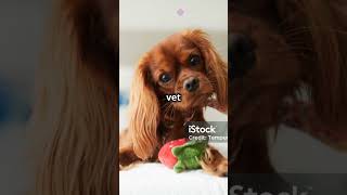 Cavalier King Charles Spaniel 101 MustKnow Basics cavalierkingcharles dog pets [upl. by Rexana]