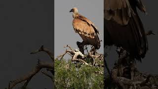 Eurasian Griffon Vulture [upl. by Aubert]