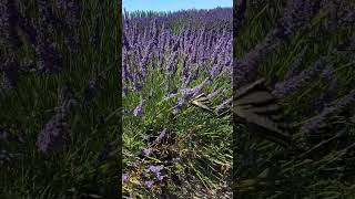 Sequim WA Lavender Festival shorts [upl. by Rehpotsrhc694]