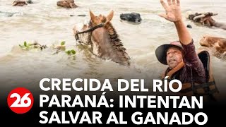 Crecida del Río Paraná intentan salvar al ganado [upl. by Eide808]