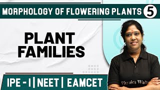 MORPHOLOGY OF FLOWERING PLANTS 05  Plant Families  Botany  Class 11NEETEAMCET [upl. by Service]