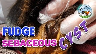 Guinea pig stuff Sebaceous cyst care at Cavy Central Guinea Pig Rescue [upl. by Gleich]