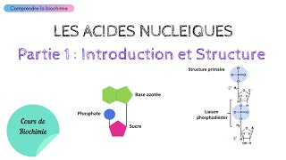 Propriétés chimiques des acides aminés  Les proteines 24 [upl. by Ariek]