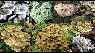 The Rare and Delicious quotUmbrella Polyporequot Polyporus umbellatum [upl. by Boykins]