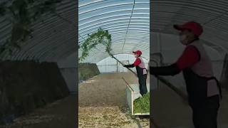 The process of feeding grasshoppers locusts on the farm [upl. by Letney]