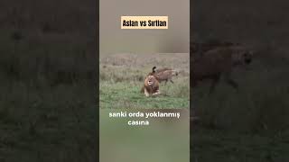 Aslan vs Sırtlan Yerli Kâşif Seslendirme Versiyon  Cesaret taklit edilmez takdir edilir [upl. by Eninnaej141]