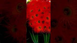 Corymbia ficifolia or Eucalyptus ficifolia red flowering gum [upl. by Chemush]