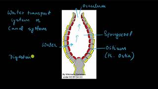 Phylum Porifera  Animal kingdom  Biology  Khan Academy [upl. by Lawan]