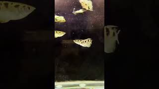 Banded archerfish archerfish youtube youtubeshorts viralvideo india instagram red black 111 [upl. by Dulcia]