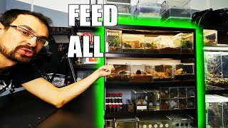 Feeding ALL TARANTULAS from one shelf [upl. by Sucramad]