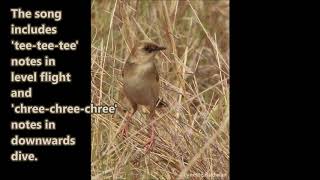 The Palecrowned Cisticola one of the 5 cloud scraper cisticolas of southern Africa [upl. by Clellan]