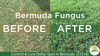 Bermuda Lawn Fungus Control amp Cure Dollar Spot  Brown Patch S1E18 [upl. by Colvert]