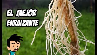 Como Hacer el Mejor Enraizante Natural  Huerto Organico [upl. by Suhail]