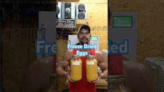 How to Freeze Dry Eggs eggs preserve freezedried homestead [upl. by Goeger]