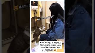 Mbul Marah😂shorts viralvideo cat [upl. by Efi]