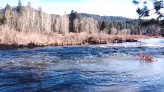 Near Raging Middle Fork of the Feather River in Graeagle [upl. by Floss300]