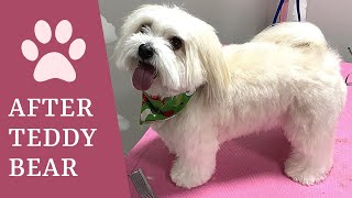 How To Groom A Havanese Dog  Teddy Bear cut  AFTER [upl. by Jaffe303]