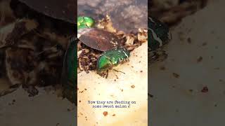 The rose chafers are getting ready to be released [upl. by Shaddock]