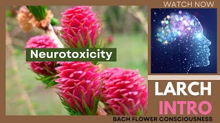 LARCH INTRO  Neurotoxicity  24th REMEDY  TRY AGAIN REMEDY thebrainliest [upl. by Eynenihc]