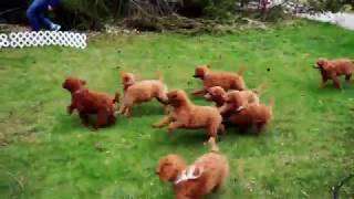 Red standard poodle puppies playing chase with their human [upl. by Hibben276]