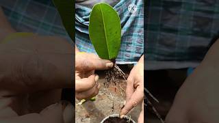 How to grow sapodilla tree from sapodilla leavesbeautiful natural potato short chiku tree [upl. by Anilat]