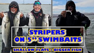 5quot SWIMBAITS FOR STRIPERS  Easy Limits in Shallow Flats on California Delta Tides amp Technique [upl. by Leinaj]