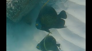 Snorkeling in front of the Fofoti Trees  Eagle Beach Aruba Giant Green Moray Eel Queen Angels [upl. by Neeruan]