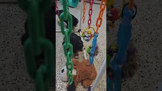 Cute Puppy Video Holly🤎Maxwell Mini Bernese puppies Woodlotcompanions [upl. by Lemrac]