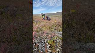 🫐 picking in 🇮🇸 berry berries crowberry nature outdoors icelandtravel [upl. by Bocyaj]