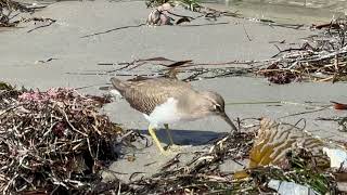 Spotted Sandpiper North Pacific Beach San Diego October 27 2024 [upl. by Amled]