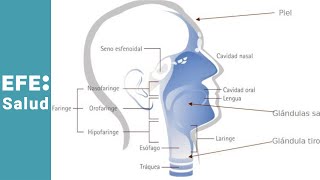 ¿Qué es el cáncer en la cabeza y el cuello [upl. by Clarissa505]